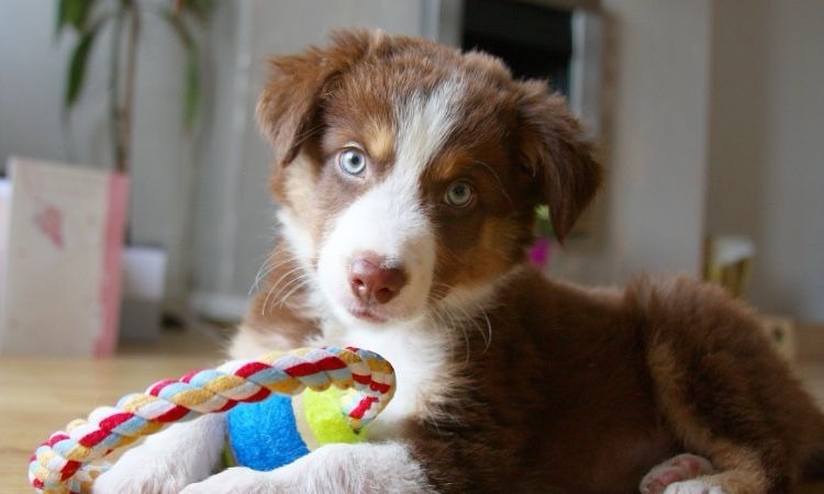 MÁS ALLÁ DEL LADRIDO: EL MAPA CIENTÍFICO QUE CUANTIFICA CUÁNTO ENTIENDEN REALMENTE PERROS Y GATOS